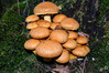 Dateiname=DSC_7901_01.JPG
Dateigröße=701KB
Abmessungen: 1200x800
hinzugefügt am: 07. Oktober 2022 DSC_7901_01.JPG