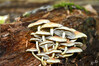 Dateiname=DSC_7937.JPG
Dateigröße=936KB
Abmessungen: 1200x800
hinzugefügt am: 17. Oktober 2022 DSC_7937.JPG