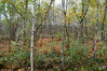 Dateiname=DSC_8220.JPG
Dateigröße=1723KB
Abmessungen: 1200x800
hinzugefügt am: 08. November 2022 DSC_8220.JPG