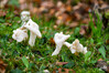 Dateiname=DSC_8250.JPG
Dateigröße=870KB
Abmessungen: 1200x800
hinzugefügt am: 07. November 2022 DSC_8250.JPG