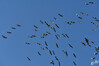 Dateiname=DSC_8432.JPG
Dateigröße=593KB
Abmessungen: 1200x800
hinzugefügt am: 21. November 2022 DSC_8432.JPG