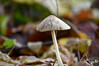 Dateiname=DSC_8636.JPG
Dateigröße=599KB
Abmessungen: 1200x800
hinzugefügt am: 17. Dezember 2022 DSC_8636.JPG