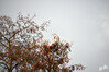 Dateiname=DSC_8650.JPG
Dateigröße=960KB
Abmessungen: 1200x800
hinzugefügt am: 14. Dezember 2022 DSC_8650.JPG