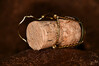 Dateiname=DSC_8685.JPG
Dateigröße=725KB
Abmessungen: 1200x800
hinzugefügt am: 30. Dezember 2022 DSC_8685.JPG