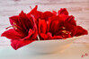 Dateiname=DSC_8807.JPG
Dateigröße=758KB
Abmessungen: 1200x800
hinzugefügt am: 03. Januar 2023 DSC_8807.JPG