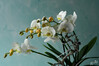 Dateiname=DSC_8922.JPG
Dateigröße=602KB
Abmessungen: 1200x800
hinzugefügt am: 24. Januar 2023 DSC_8922.JPG