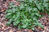 Dateiname=DSC_8927.JPG
Dateigröße=1358KB
Abmessungen: 1200x800
hinzugefügt am: 21. Februar 2023 DSC_8927.JPG