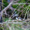 Dateiname=DSC_9077.JPG
Dateigröße=1093KB
Abmessungen: 1200x1200
hinzugefügt am: 03. April 2023 DSC_9077.JPG
