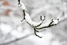 Dateiname=DSC_9457.JPG
Dateigröße=382KB
Abmessungen: 1200x800
hinzugefügt am: 10. März 2023 DSC_9457.JPG