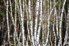 Dateiname=DSC_9556.JPG
Dateigröße=1248KB
Abmessungen: 1200x800
hinzugefügt am: 19. März 2023 DSC_9556.JPG