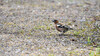 Dateiname=DSC_9884.JPG
Dateigröße=808KB
Abmessungen: 1200x675
hinzugefügt am: 19. Mai 2023 DSC_9884.JPG