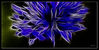 D_Blaue_Schönheit_03_F.jpg