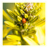 Dateiname=D_Botanischer_Garten_gelb_Marienkaefer_01.jpg
Dateigröße=464KB
Abmessungen: 850x850
hinzugefügt am: 24. Juni 2017 D_Botanischer_Garten_gelb_Marienkaefer_01.jpg