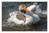 Dateiname=D_Gans_badet_10.jpg
Dateigröße=560KB
Abmessungen: 850x587
hinzugefügt am: 19. Juni 2020 D_Gans_badet_10.jpg