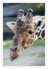 Dateiname=D_Giraffe_01.jpg
Dateigröße=359KB
Abmessungen: 591x850
hinzugefügt am: 20. September 2016 D_Giraffe_01.jpg