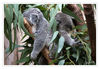 Dateiname=D_Koala_13.jpg
Dateigröße=461KB
Abmessungen: 850x589
hinzugefügt am: 17. September 2016 D_Koala_13.jpg