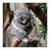 Dateiname=D_Koala_q_11.jpg
Dateigröße=450KB
Abmessungen: 850x850
hinzugefügt am: 17. September 2016 D_Koala_q_11.jpg
