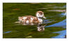 Dateiname=D_Nilgans_jung__03.jpg
Dateigröße=487KB
Abmessungen: 1024x611
hinzugefügt am: 12. August 2019 D_Nilgans_jung__03.jpg