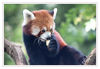 Dateiname=D_Roter_Panda_13.jpg
Dateigröße=381KB
Abmessungen: 850x589
hinzugefügt am: 11. September 2016 D_Roter_Panda_13.jpg
