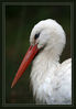 Dateiname=D_Storch_03.jpg
Dateigröße=283KB
Abmessungen: 591x850
hinzugefügt am: 08. März 2012 D_Storch_03.jpg