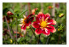 Dateiname=Dahlie_rot_01.jpg
Dateigröße=606KB
Abmessungen: 1200x829
hinzugefügt am: 26. August 2024 Dahlie_rot_01.jpg