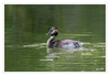 Dateiname=De_Witt_Haubentaucher_01.jpg
Dateigröße=593KB
Abmessungen: 1200x832
hinzugefügt am: 03. April 2023 De_Witt_Haubentaucher_01.jpg