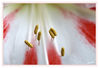 Dateiname=Detail_Amarilis_06_Kopie.jpg
Dateigröße=457KB
Abmessungen: 1024x706
hinzugefügt am: 15. Januar 2015 Detail_Amarilis_06_Kopie.jpg