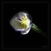 Dateiname=Detail_weisse_Tulpe_q_01.jpg
Dateigröße=159KB
Abmessungen: 850x850
hinzugefügt am: 04. März 2016 Detail_weisse_Tulpe_q_01.jpg