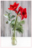 Dateiname=Dezemberfoto_Amaryllis_04.jpg
Dateigröße=584KB
Abmessungen: 813x1200
hinzugefügt am: 15. Dezember 2021 Dezemberfoto_Amaryllis_04.jpg