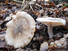 Dateiname=Dezemberfoto_DSCN4393.jpg
Dateigröße=1087KB
Abmessungen: 1200x900
hinzugefügt am: 09. Dezember 2021 Dezemberfoto_DSCN4393.jpg