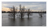 Duesseldorf_Hochwasser_Baeume_k_01.jpg