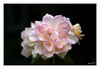 Dateiname=Duftrose_01.jpg
Dateigröße=544KB
Abmessungen: 1200x829
hinzugefügt am: 25. Juli 2023 Duftrose_01.jpg