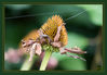 Echinacea_rot_verblueht_Ausschnitt_03.jpg