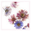 Dateiname=Eisblumen_k_01.jpg
Dateigröße=606KB
Abmessungen: 850x850
hinzugefügt am: 10. Dezember 2016 Eisblumen_k_01.jpg