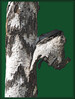 Dateiname=Elise_-_Baumrinde.jpg
Dateigröße=994KB
Abmessungen: 1062x1400
hinzugefügt am: 23. April 2024 Elise_-_Baumrinde.jpg
