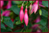 Dateiname=Elise_-_Knospen.jpg
Dateigröße=1180KB
Abmessungen: 2000x1350
hinzugefügt am: 08. August 2023 Elise_-_Knospen.jpg