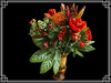 Dateiname=Elise_Advents-Strauss_Gr.jpg
Dateigröße=584KB
Abmessungen: 1200x900
hinzugefügt am: 16. Dezember 2024 Elise_Advents-Strauss_Gr.jpg