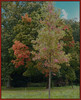 Dateiname=Elise_Alt_un_Jung_im_Oktober_-R-k-jpg.jpg
Dateigröße=1371KB
Abmessungen: 974x1200
hinzugefügt am: 08. Oktober 2024 Elise_Alt_un_Jung_im_Oktober_-R-k-jpg.jpg