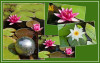 Elise_COLLAGE_SEEROSEN-R-k.jpg