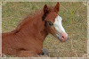 Elise_Ich_bin_soo_mude_bei_dieser_AffenhitzeR-k.jpeg