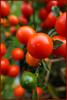 Dateiname=Elise_Jerusalemkirsche_in_unserem_Garten_im_Dezember.jpg
Dateigröße=1177KB
Abmessungen: 1615x2400
hinzugefügt am: 31. Dezember 2024 Elise_Jerusalemkirsche_in_unserem_Garten_im_Dezember.jpg