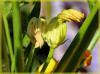 Elise_KNOSPE_-_R-K.jpg