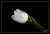 Dateiname=Ergluehen_weisse_Tulpe_02.jpg
Dateigröße=117KB
Abmessungen: 850x588
hinzugefügt am: 10. März 2016 Ergluehen_weisse_Tulpe_02.jpg