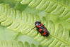 Essen_Roter_Käfer_08__Cercopis_vulnerata.jpg