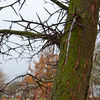 Dateiname=Falscher_Christusdorn.jpg
Dateigröße=566KB
Abmessungen: 850x850
hinzugefügt am: 08. Januar 2014 Falscher_Christusdorn.jpg