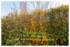 Dateiname=Farbenfroh_Ostereier_01.jpg
Dateigröße=1651KB
Abmessungen: 1200x815
hinzugefügt am: 17. April 2022 Farbenfroh_Ostereier_01.jpg