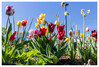 Dateiname=Farbenfroh_Tulpen_02.jpg
Dateigröße=892KB
Abmessungen: 1200x814
hinzugefügt am: 20. April 2022 Farbenfroh_Tulpen_02.jpg