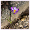 Dateiname=Februarfoto_Krokus_.jpg
Dateigröße=786KB
Abmessungen: 1200x1200
hinzugefügt am: 14. Februar 2022 Februarfoto_Krokus_.jpg