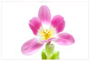 Dateiname=Februarfoto_Tulpe.jpg
Dateigröße=298KB
Abmessungen: 1200x811
hinzugefügt am: 02. Februar 2022 Februarfoto_Tulpe.jpg