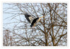 Dateiname=Fischreiher_Abflug__k_03.jpg
Dateigröße=957KB
Abmessungen: 1200x833
hinzugefügt am: 04. März 2021 Fischreiher_Abflug__k_03.jpg